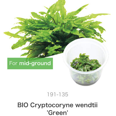 Mizu Kuza Cryptocoryne wendtii 'green''