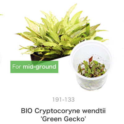 Mizu Kuza Cryptocoryne wendtii 'Green Gecko'