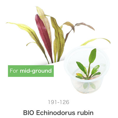 ADA Echinodorus rubin