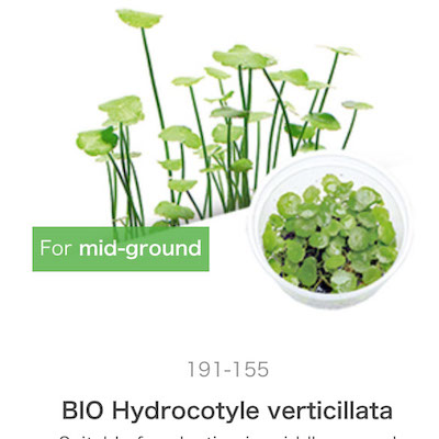 Mizu Kuza Hydrocotyle verticillata