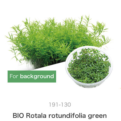 Mizu Kuza Rotala rotundifolia green