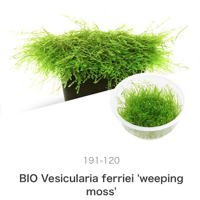 ADA Vesicularia ferries 'weeping moss'