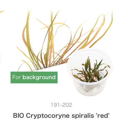 ADA Crypocoryne spiralis 'red'