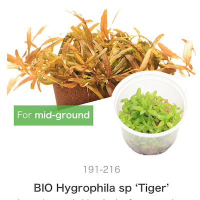 ADA Hygrophila sp. 'Tiger'