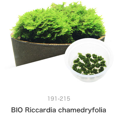 ADA Riccardia chamedryfolia