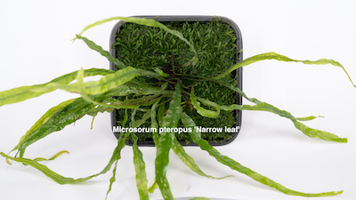 ADA Wabi-Kusa Mat Microsorum pteropus 'Narrow leaf'