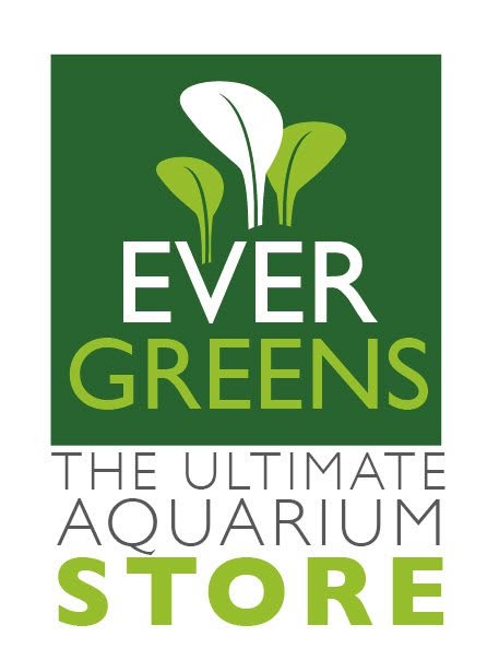 evergreens store